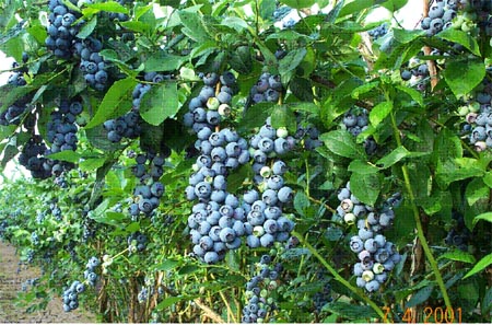 Blueberry Bush Aug 1